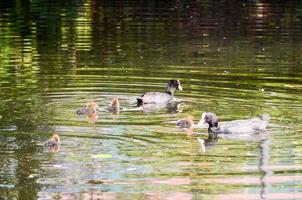 Wild ducks swimming photo