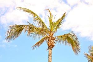 View of a palm tree photo