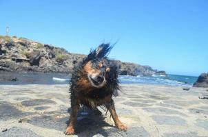 Cute wet dog photo