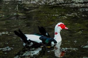 Wild duck swimming photo