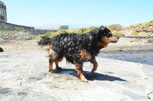 Cute wet dog photo