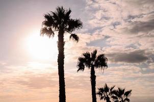 View with palm trees photo