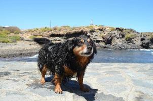 Cute wet dog photo