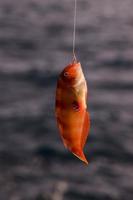 Small fish caught on the hook photo