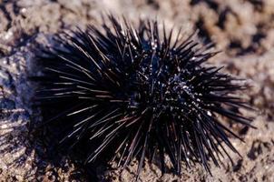 Sea urchin close-up photo