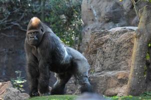 gran gorila en el zoológico foto