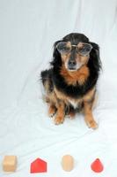 Cute dog wearing eye glasses photo