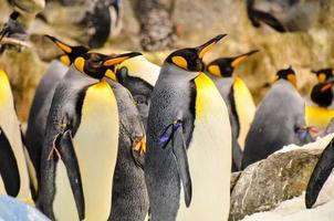 Colony of penguins photo