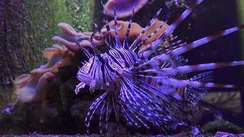 Pterois volitans ist ein Fisch aus der Familie der Skorpione. giftig video