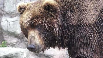Portrait of brown bear Ursus arctos beringianus. Kamchatka brown bear. video