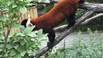 panda vermelho ailurus fulgens em uma árvore video