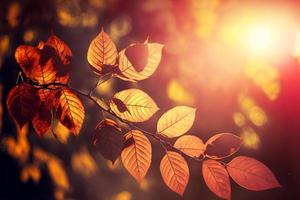 hojas de otoño en el sol y árboles borrosos. fondo de otoño foto