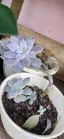 Beautiful echeveria laui for garden decoration. Succulent species. House plants. Plants in pots photo