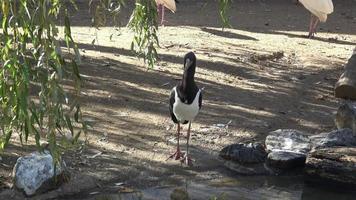 Huîtrier pie haematopus ostralegus video