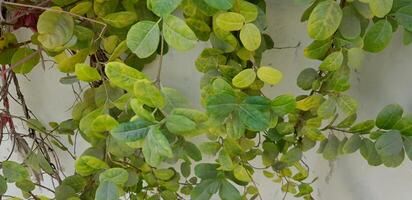 hojas verdes frescas con pared de cemento gris foto