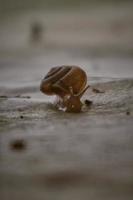 Snail crawling on the carpet with backlight background photo