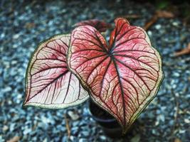 caladium bicolor qeen of leafe great plant for garden photo