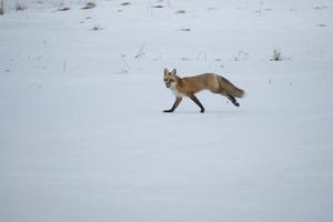 red fox running in snow photo