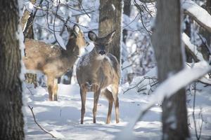 deer in winter forest photo
