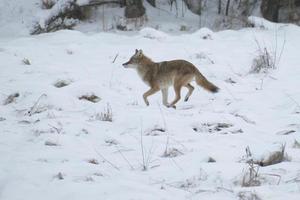 coyote running in snow photo