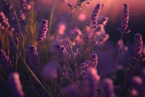 flores de lavanda flagrantes en flor en un campo, primer plano de fondo violeta foto