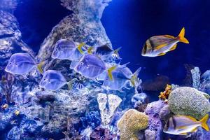 peces en el acuario foto