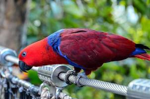 Cute parrot bird close-up photo