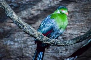 Cute parrot bird close-up photo