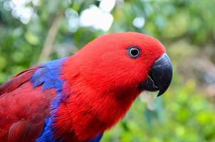 primer plano de pájaro loro lindo foto