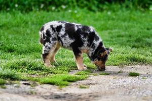 Cute puppy on the grass photo