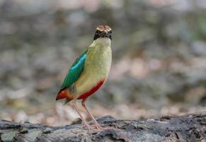 pájaros coloridos en la naturaleza hada pitta foto