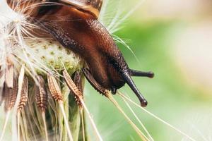 Snail closeup portrait. Little snail in shell crawling on dandelion in garden. Inspirational natural spring or summer background. Life of insect. Macro close up. photo
