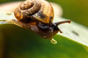 Snail closeup portrait. Little snail in shell crawling on green leaf in garden. Inspirational natural spring or summer background. Life of insect. Macro, close up photo