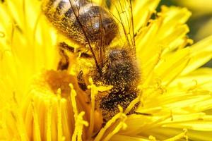 abeja de miel cubierta con néctar de bebida de polen amarillo, polinizando la flor de diente de león amarillo. primavera floral natural inspiradora o fondo de jardín floreciente de verano. vida de los insectos. macro, primer plano foto