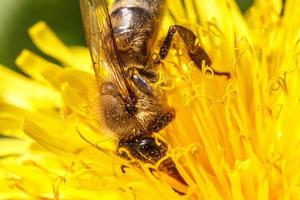Honey bee covered with yellow pollen drink nectar, pollinating yellow dandelion flower. Inspirational natural floral spring or summer blooming garden background. Life of insects. Macro, close up photo