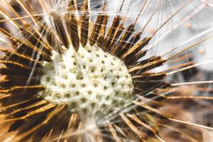 Dandelion seeds blowing in wind, close up extreme macro selective focus. Change growth movement and direction concept. Inspirational natural floral spring or summer garden or park background. photo