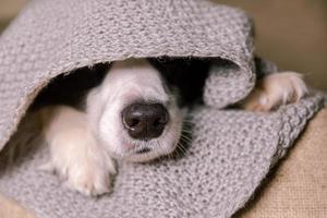 Funny puppy dog border collie lying on couch under warm knitted scarf indoors. Dog nose sticks out from under plaid close up. Winter or autumn fall dog portrait. Hygge mood cold weather concept. photo