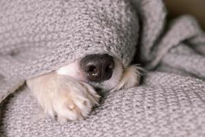 Funny puppy dog border collie lying on couch under warm knitted scarf indoors. Dog nose sticks out from under plaid close up. Winter or autumn fall dog portrait. Hygge mood cold weather concept. photo
