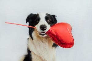 St. Valentine's Day concept. Funny cute puppy dog border collie holding red heart balloon in mouth isolated on white background. Lovely dog in love on valentines day gives gift. photo
