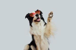 St. Valentine's Day concept. Funny puppy dog border collie in red heart shaped glasses waving paw isolated on white background. Dog in love celebrating valentines day. Love lovesick romance postcard. photo