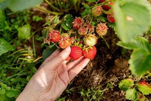 Gardening and agriculture concept. Woman farm worker hand harvesting red ripe strawberry in garden. Woman picking strawberries berry fruit in field farm. Eco healthy organic home grown food concept. photo