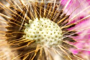 Dandelion seeds blowing in wind, close up extreme macro selective focus. Change growth movement and direction concept. Inspirational natural floral spring or summer garden or park background. photo