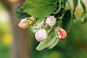 Beautiful white apple blossom flowers in spring time. Background with flowering apple tree. Inspirational natural floral spring blooming garden or park. Flower art design. Selective focus. photo