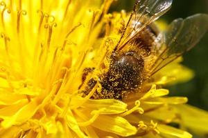 Honey bee covered with yellow pollen drink nectar, pollinating yellow dandelion flower. Inspirational natural floral spring or summer blooming garden background. Life of insects. Macro, close up photo