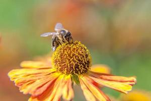 Honey bee covered with yellow pollen drink nectar, pollinating orange flower. Inspirational natural floral spring or summer blooming garden or park background. Life of insects. Macro close up. photo