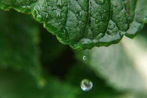 Viticulture wine industry. Drops of rain water on green grape leaves in vineyard photo