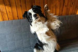 Funny portrait of puppy dog border collie waving paw sitting on couch. Cute pet dog resting on sofa at home indoor. Funny emotional dog, cute pose. Dog raise paw up. photo