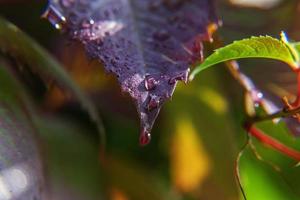 Viticulture wine industry. Drops of rain water on green grape leaves in vineyard photo