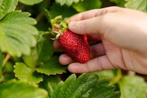 Gardening and agriculture concept. Woman farm worker hand harvesting red ripe strawberry in garden. Woman picking strawberries berry fruit in field farm. Eco healthy organic home grown food concept. photo