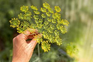 Gardening and agriculture concept. Female farm worker hand harvesting green fresh ripe organic dill in garden bed. Eco healthy organic home grown food production. Woman farmer picking fragrant herb. photo